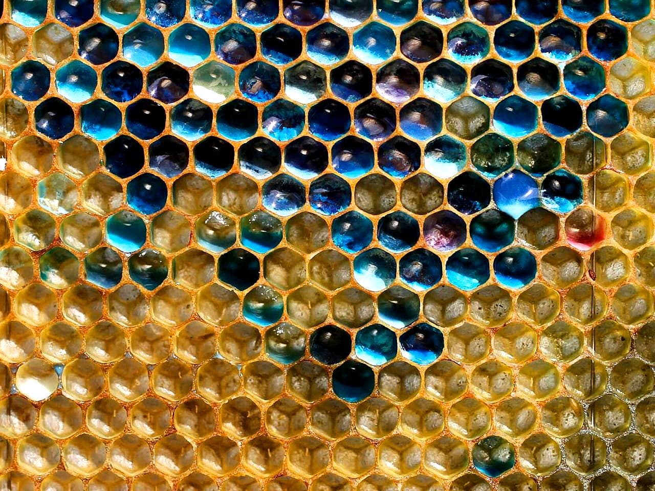 Пчелы могут производить цветной мед? - Загадка!