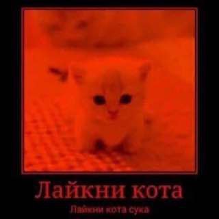 Лайкни кота - Мем