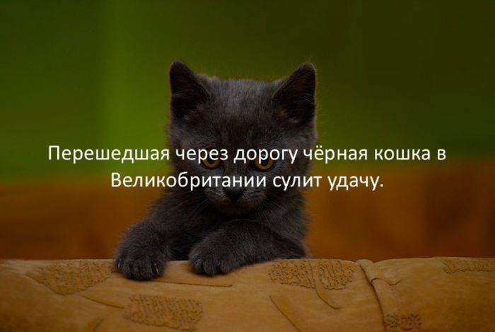 Факт про котов два - Загадка!