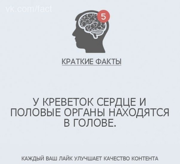 Факт - Загадка!