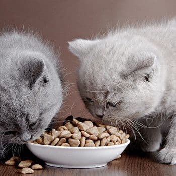 Можно ли человеку есть кошачий корм ? - Загадка!