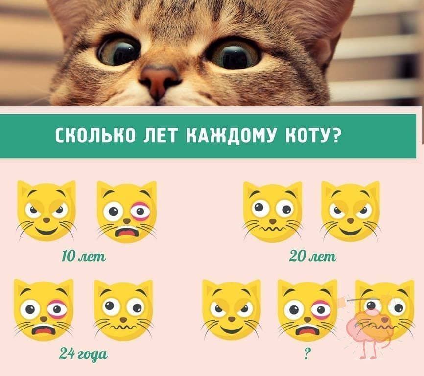 Сколько лет каждому коту? - Загадка!