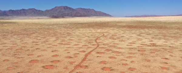 Раскрыта тайна узоров пустыни Намиб