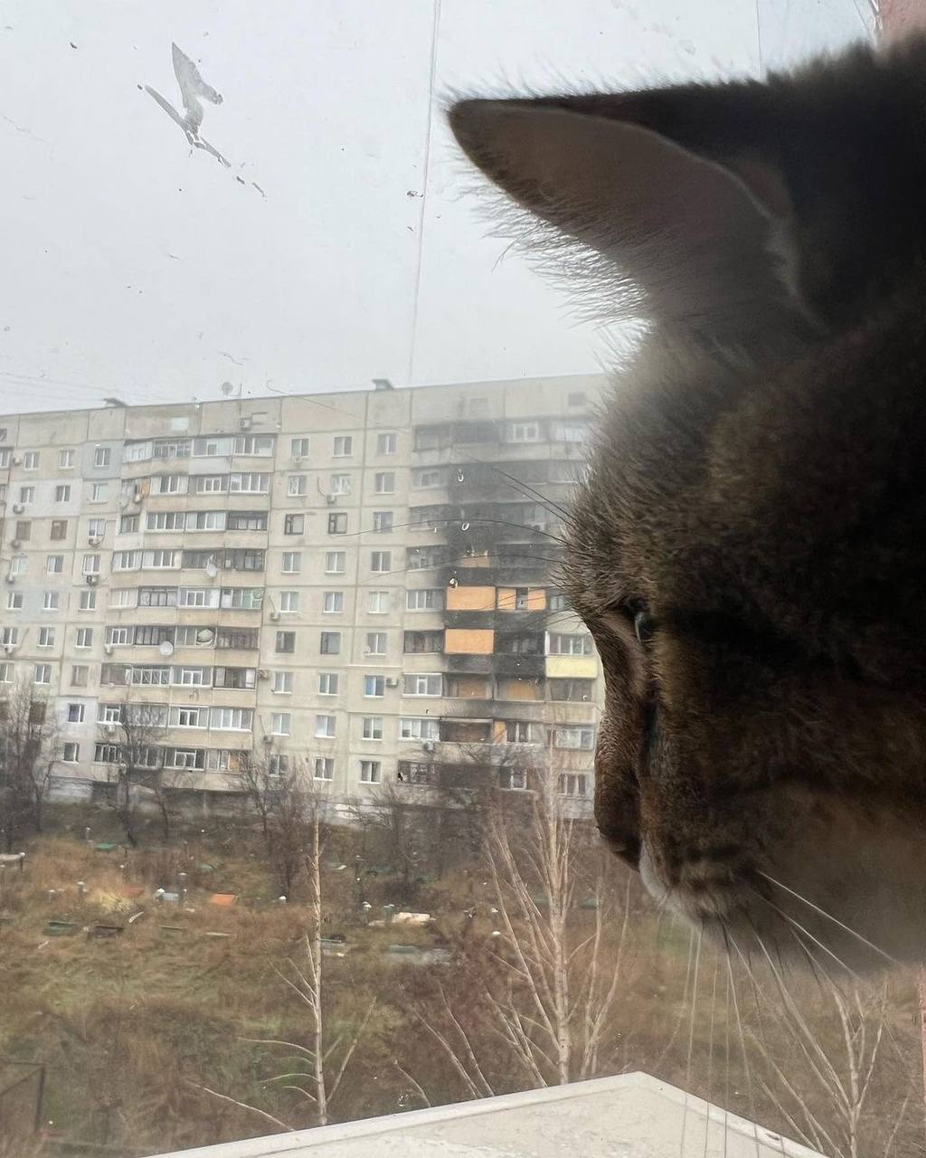 Грустный кот Степан снова дома