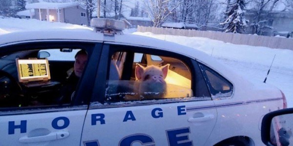 Полицейским в Аляске пришлось везти домой свинью