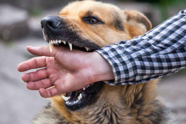 За укусы собак могут ввести штраф до 200 тысяч рублей!