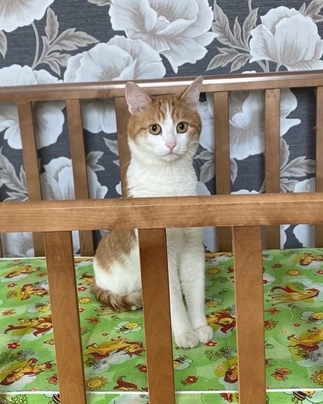 Кот по кличке Твикс найден мертвым